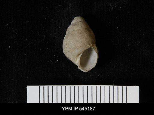 Chondropoma sp.