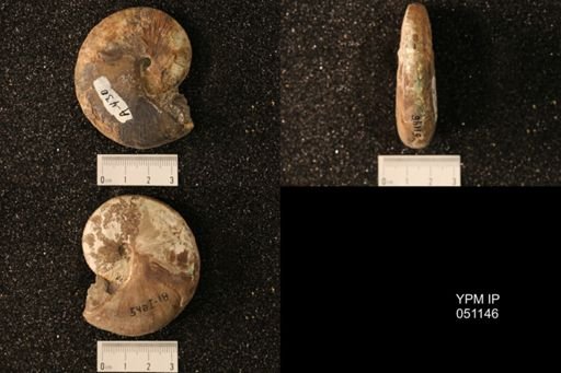 Hoploscaphites nicolletii