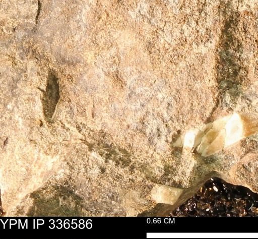 undet. Mollusca