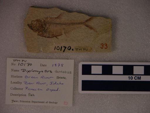 Diplomystus dentatus