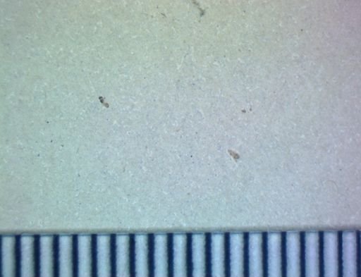 undet. Hexapoda