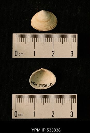 Macoma calcarea