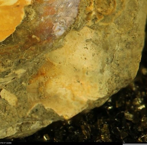 undet. Ammonoidea