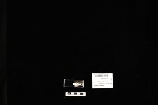 Triturus cristatus