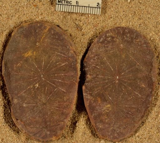 Annularia