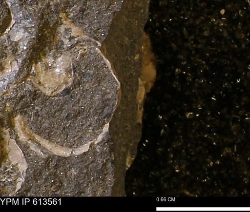 Scaphites sp.