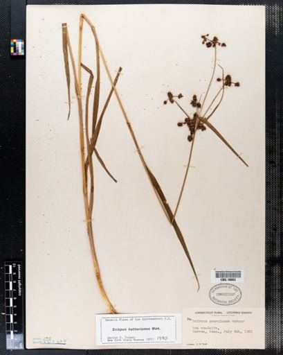 Scirpus hattorianus