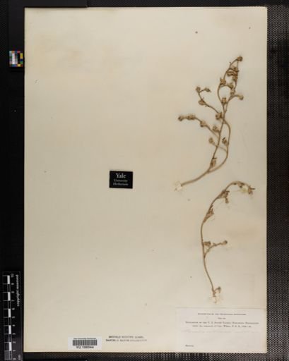 Plantae