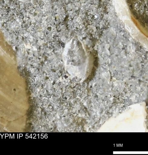 Corbulamella gregaria