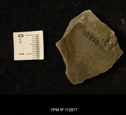 undet. Graptolithina