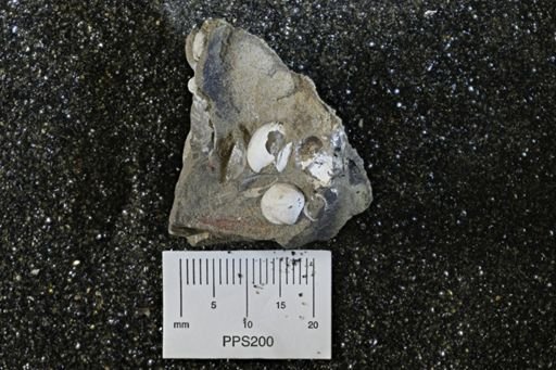 Protocardia