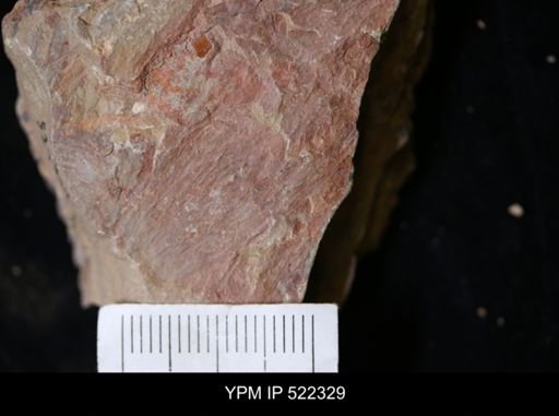 undet. Arthropoda