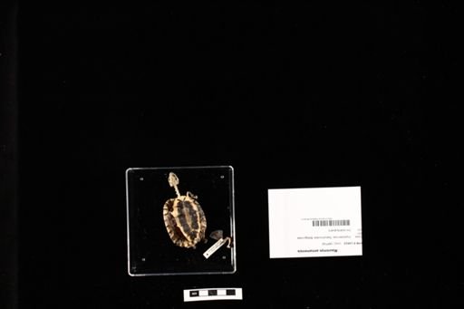 Mauremys annamensis
