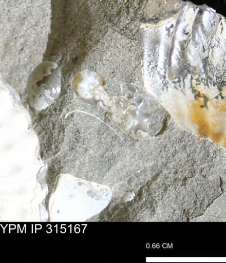 undet. Scaphitidae