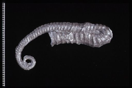 Spiroxybeloceras meekanum