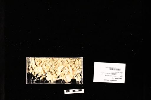 Micropterus salmoides
