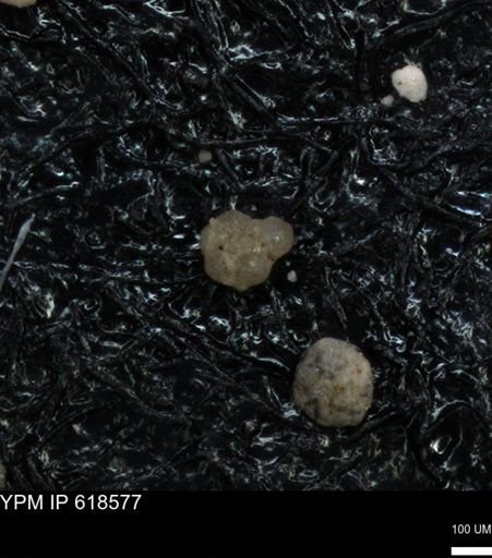 undet. Foraminiferida