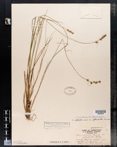 Carex cephalantha