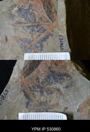 Kiaerograptus?