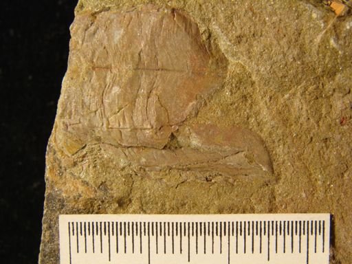 Archaeoconularia sp.