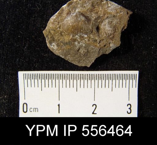 Chonetes vicinus