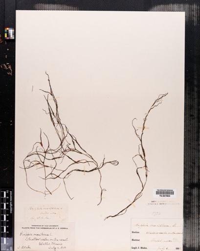 Ruppia maritima