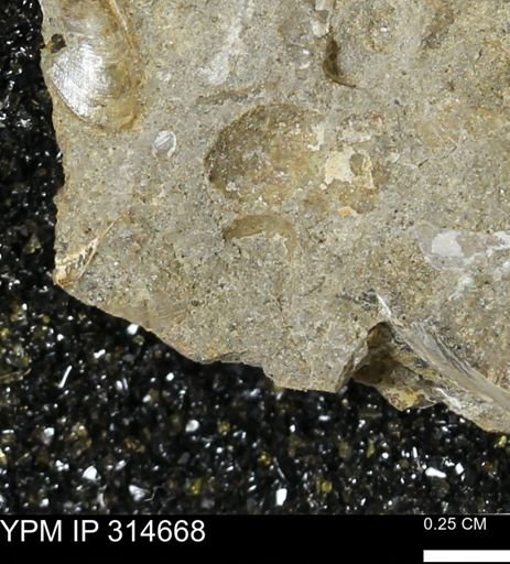 undet. Bivalvia