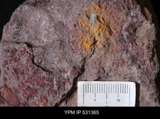 undet. Echinodermata