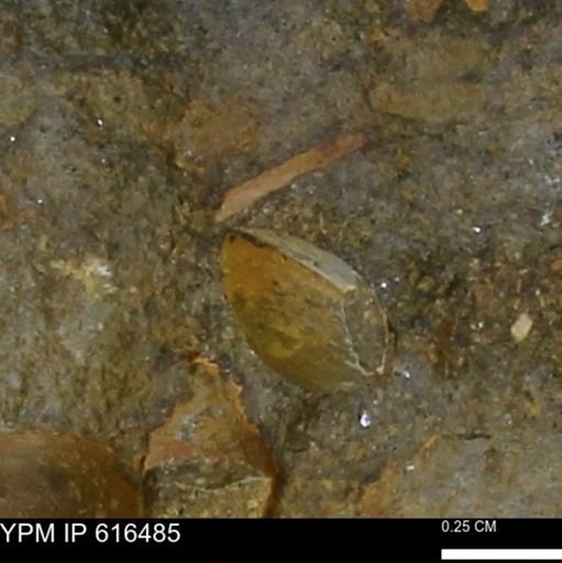 Protocardia subquadrata