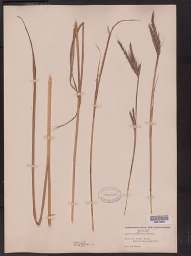 Andropogon gerardii