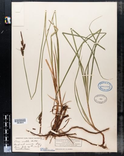 Carex