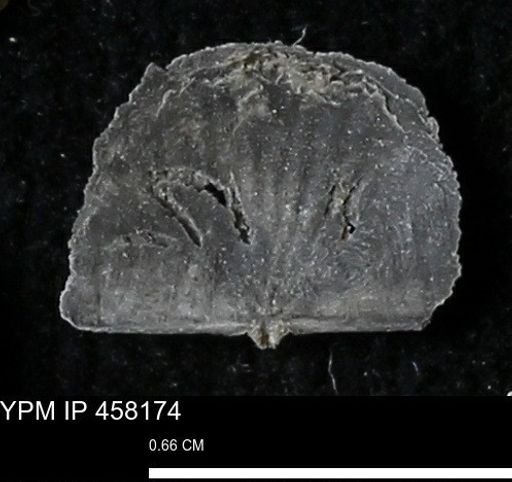 Chonetes mucronatus