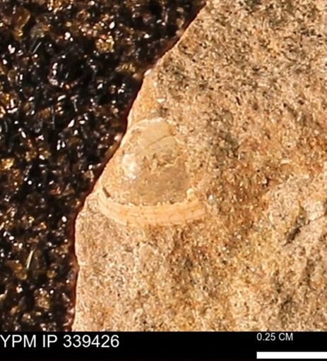 undet. Bivalvia