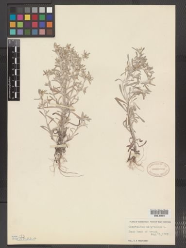 Gnaphalium uliginosum