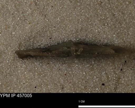 Stropheodonta sp.