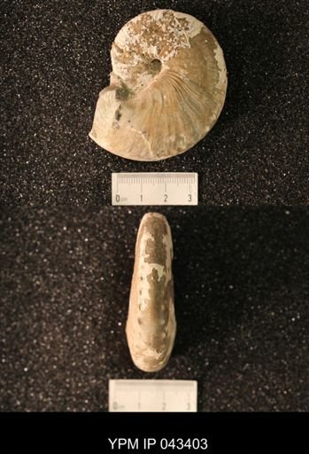 Hoploscaphites nicolletii