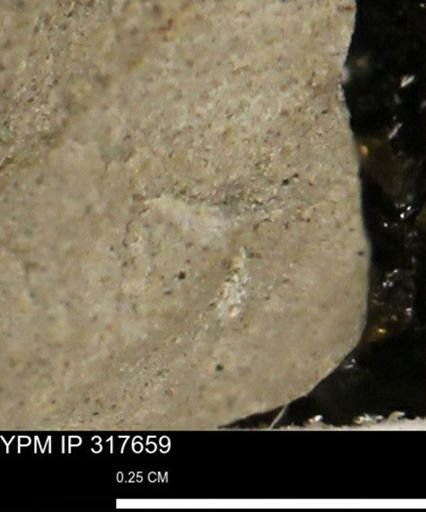 undet. Mollusca
