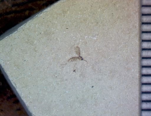 undet. Nematocera