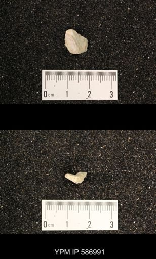 Rhynchotrema anticostiensis