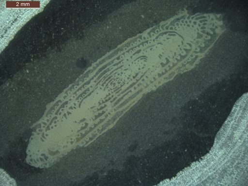 Monodiexodina linearis