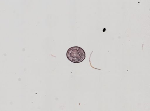 Plagiostomum whitmani