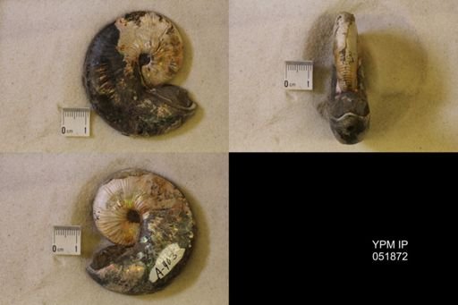 Hoploscaphites nicolletii