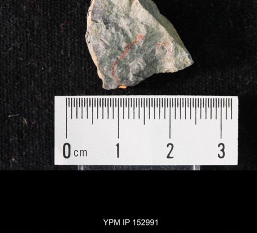 Crepicephalus sp.