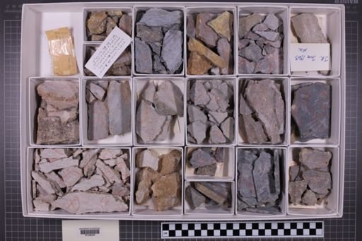 mixed taxa, stratigraphic collection