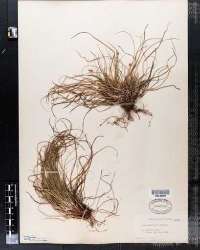 Carex umbellata