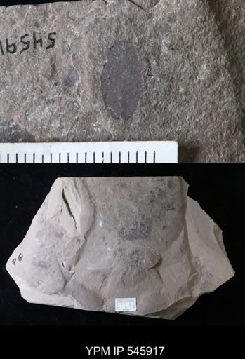 Eurypterida
