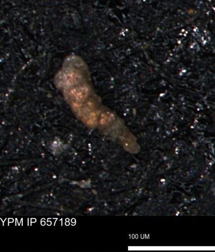 Verneuilinoides kansasensis