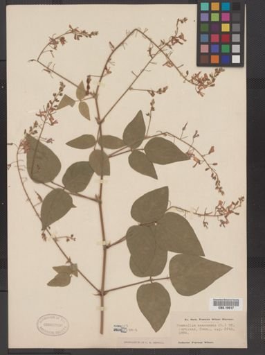Desmodium canescens