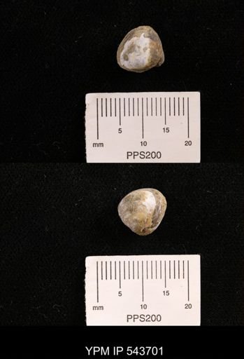 Protocardia sp.