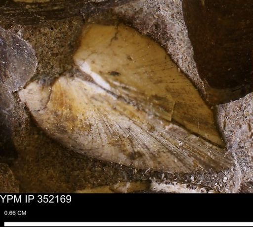 Limopsis striatopunctatus